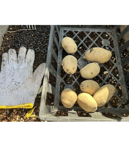 Amazon.co.jp: 春植え用 種芋 北海道産 タネ馬鈴薯 じゃがいも インカ